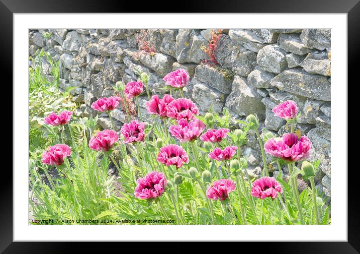 Oriental Poppies Framed Mounted Print by Alison Chambers