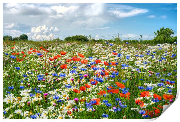 Wildflower Meadow Print by Alison Chambers