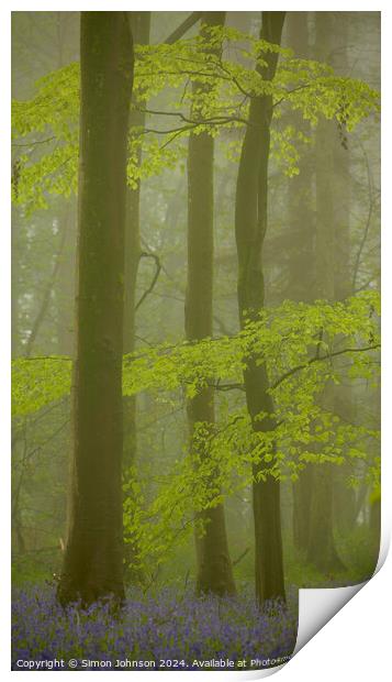 Bluebell Woodland mist Print by Simon Johnson