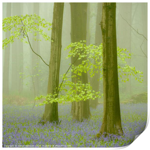 Bluebell wood Print by Simon Johnson