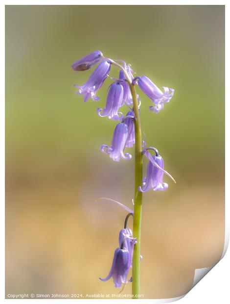 Bluebell flower Print by Simon Johnson