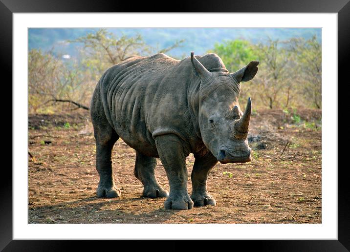 White rhinoceros Rhino Zulu Nyala Game Reserve South Africa Framed Mounted Print by Andy Evans Photos