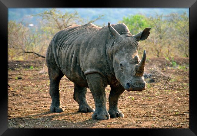 White rhinoceros Rhino Zulu Nyala Game Reserve South Africa Framed Print by Andy Evans Photos