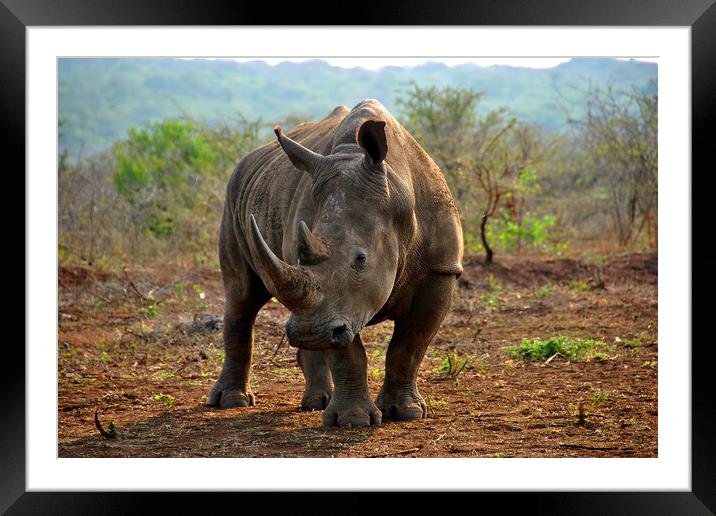 White rhinoceros Rhino Zulu Nyala Game Reserve South Africa Framed Mounted Print by Andy Evans Photos