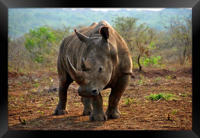White rhinoceros Rhino Zulu Nyala Game Reserve South Africa Framed Print by Andy Evans Photos