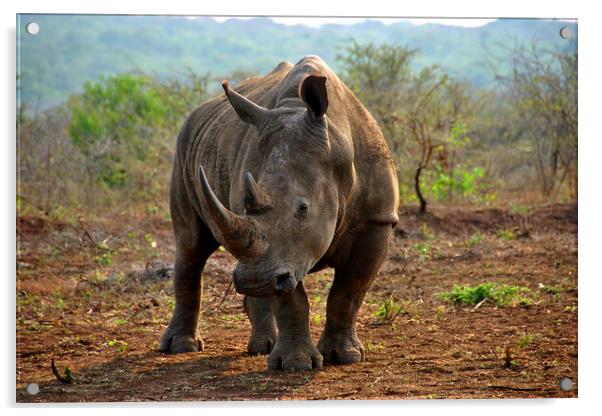 White rhinoceros Rhino Zulu Nyala Game Reserve South Africa Acrylic by Andy Evans Photos
