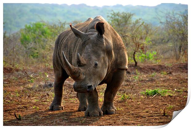 White rhinoceros Rhino Zulu Nyala Game Reserve South Africa Print by Andy Evans Photos