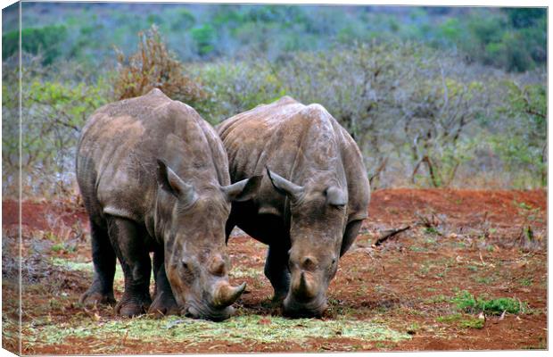 White rhinoceros Rhino Zulu Nyala Game Reserve South Africa Canvas Print by Andy Evans Photos
