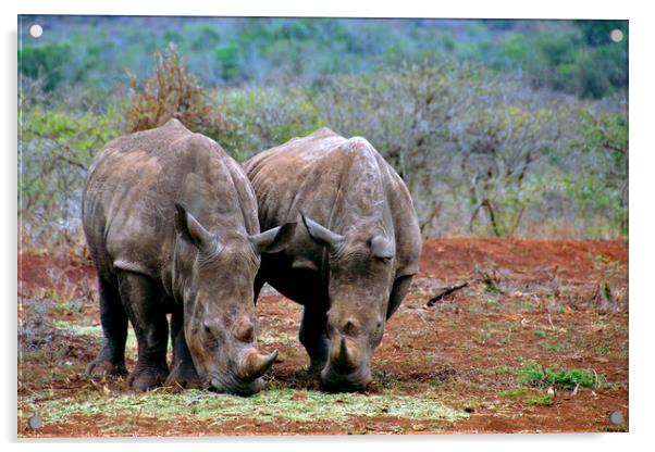 White rhinoceros Rhino Zulu Nyala Game Reserve South Africa Acrylic by Andy Evans Photos