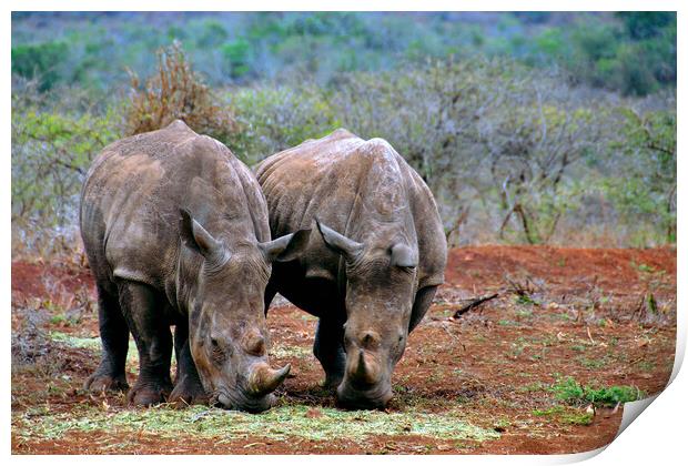 White rhinoceros Rhino Zulu Nyala Game Reserve South Africa Print by Andy Evans Photos