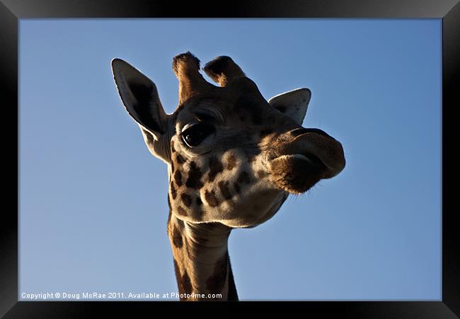 Giraffe's head Framed Print by Doug McRae