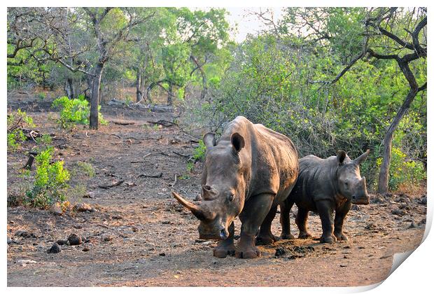 White rhinoceros Rhino Zulu Nyala Game Reserve South Africa Print by Andy Evans Photos