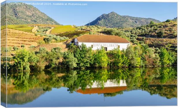 Olive groves and vineyard on Douro River Portugal Canvas Print by Pearl Bucknall