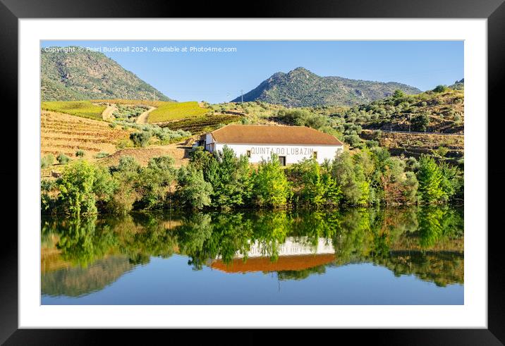 Olive groves and vineyard on Douro River Portugal Framed Mounted Print by Pearl Bucknall
