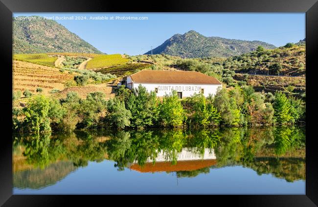 Olive groves and vineyard on Douro River Portugal Framed Print by Pearl Bucknall