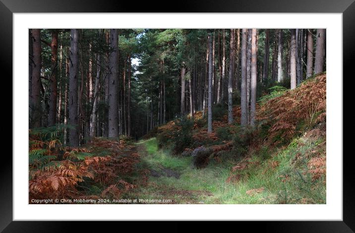 Pine woodland Framed Mounted Print by Chris Mobberley