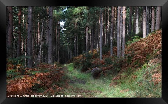 Pine woodland Framed Print by Chris Mobberley