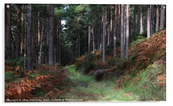 Pine woodland Acrylic by Chris Mobberley