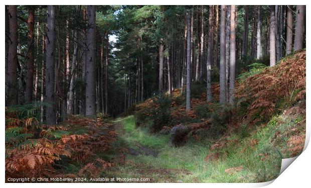 Pine woodland Print by Chris Mobberley