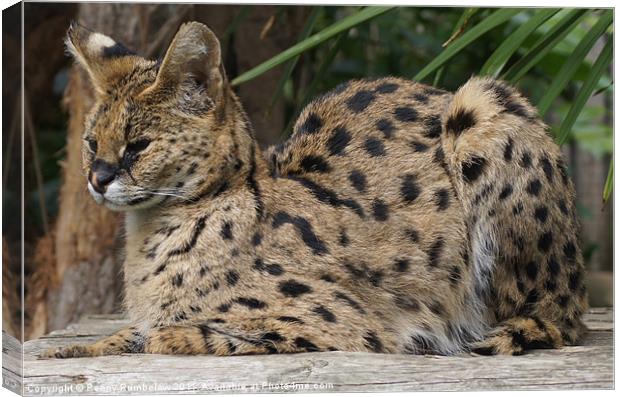 serval Canvas Print by Elouera Photography