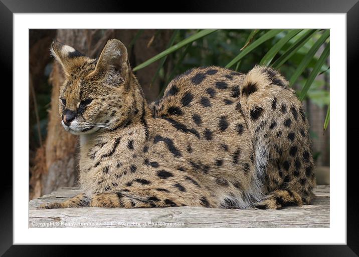 serval Framed Mounted Print by Elouera Photography