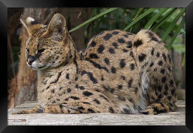 serval Framed Print by Elouera Photography