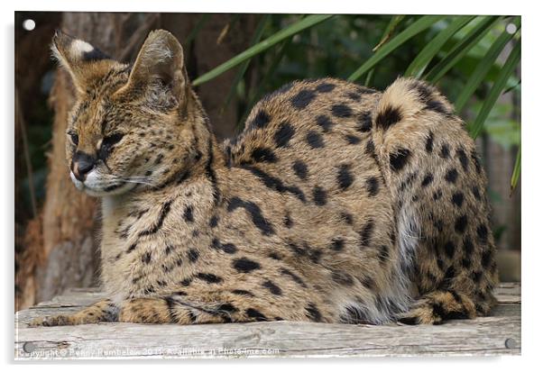 serval Acrylic by Elouera Photography