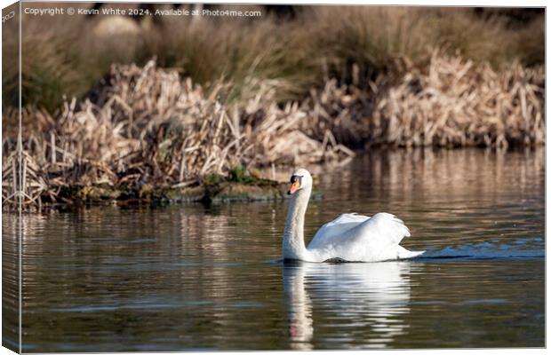 White swan on English pond Canvas Print by Kevin White