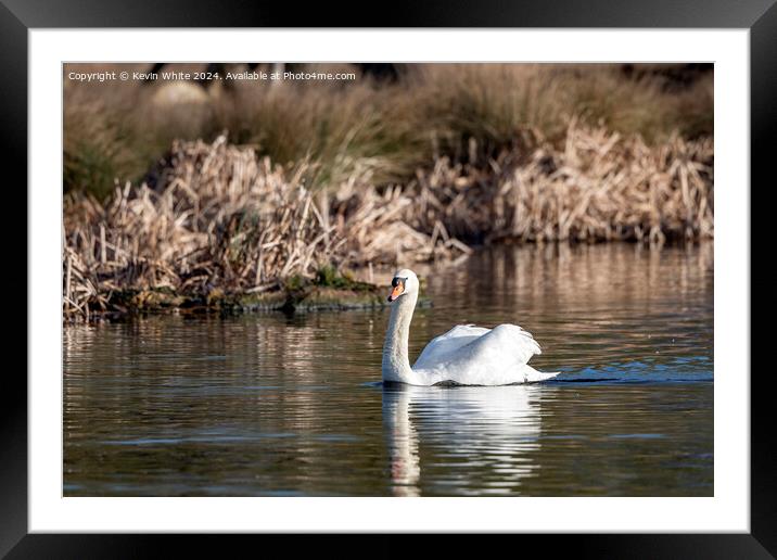 White swan on English pond Framed Mounted Print by Kevin White