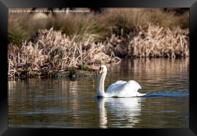 White swan on English pond Framed Print by Kevin White