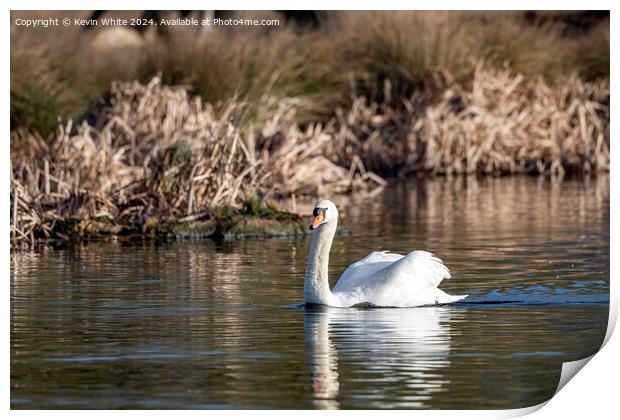 White swan on English pond Print by Kevin White