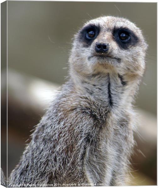 worried looking meerkat Canvas Print by Elouera Photography