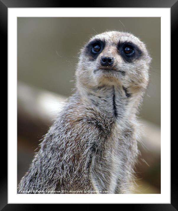 worried looking meerkat Framed Mounted Print by Elouera Photography