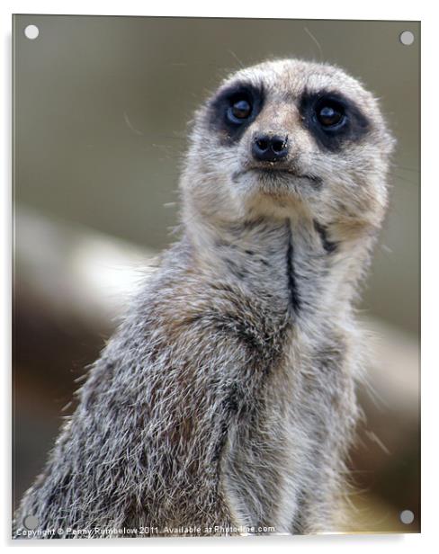 worried looking meerkat Acrylic by Elouera Photography