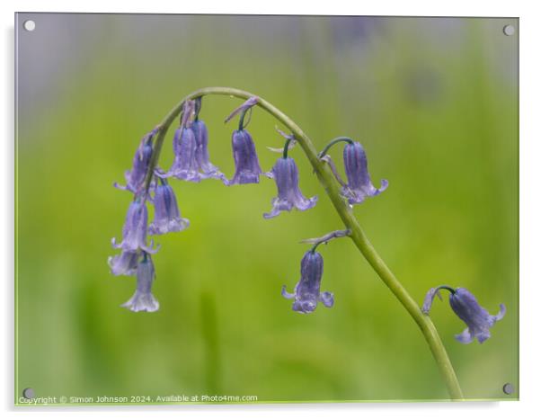 A close up of a bluebell flower  Acrylic by Simon Johnson