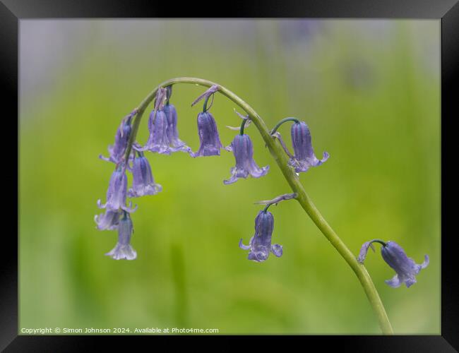 A close up of  a bluebell flower  Framed Print by Simon Johnson
