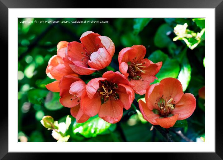 Japanese quince Framed Mounted Print by Tom McPherson