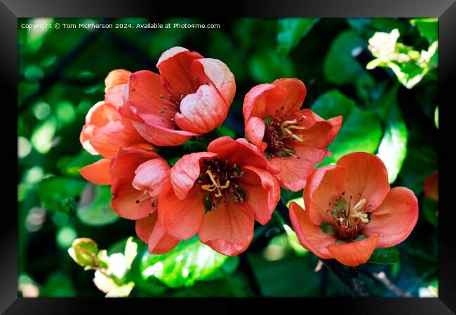 Japanese quince Framed Print by Tom McPherson