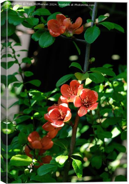 Japanese quince Macro Canvas Print by Tom McPherson