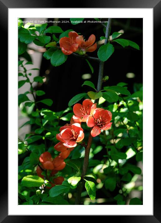 Japanese quince Macro Framed Mounted Print by Tom McPherson