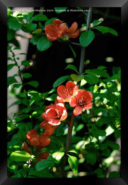 Japanese quince Macro Framed Print by Tom McPherson