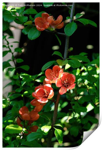 Japanese quince Macro Print by Tom McPherson