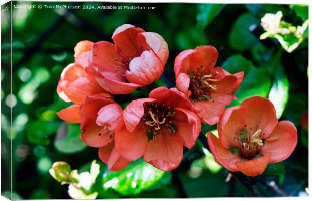 Japanese quince Canvas Print by Tom McPherson