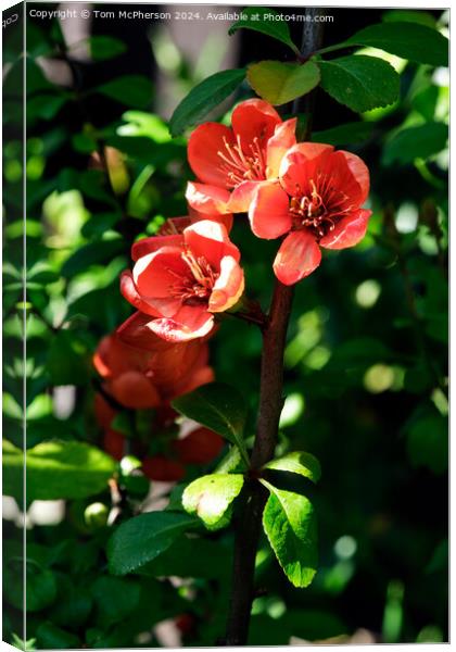 Japanese quince Canvas Print by Tom McPherson