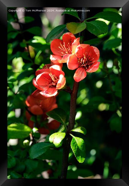 Japanese quince Framed Print by Tom McPherson