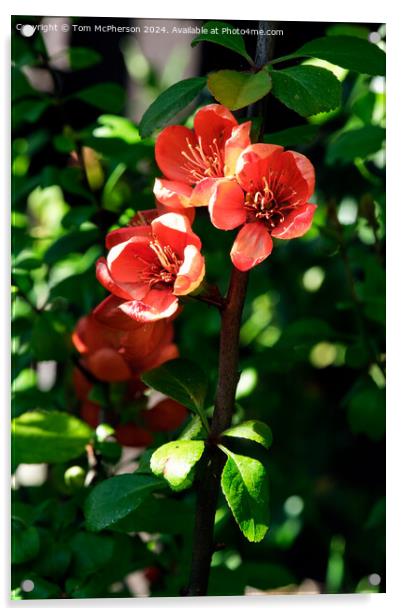 Japanese quince Acrylic by Tom McPherson
