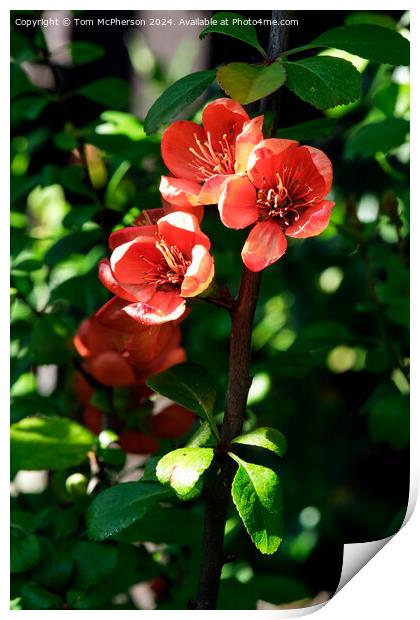 Japanese quince Print by Tom McPherson