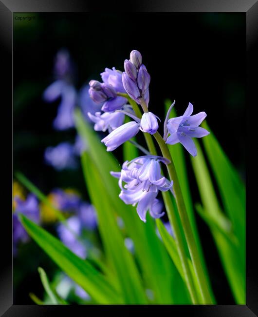 Bluebell Framed Print by Tom McPherson