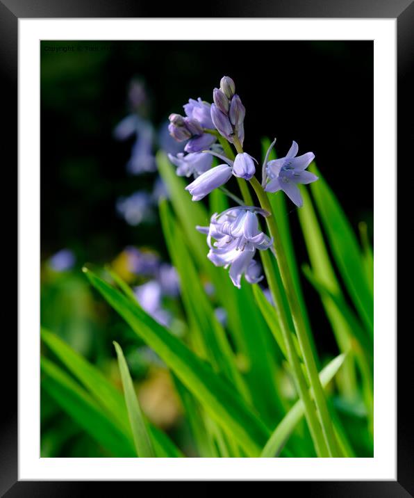 Bluebell Framed Mounted Print by Tom McPherson