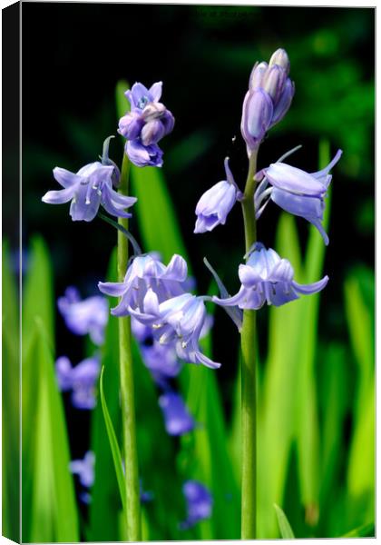 Bluebell Canvas Print by Tom McPherson